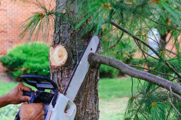 Best Tree Trimming Near Me  in Duryea, PA